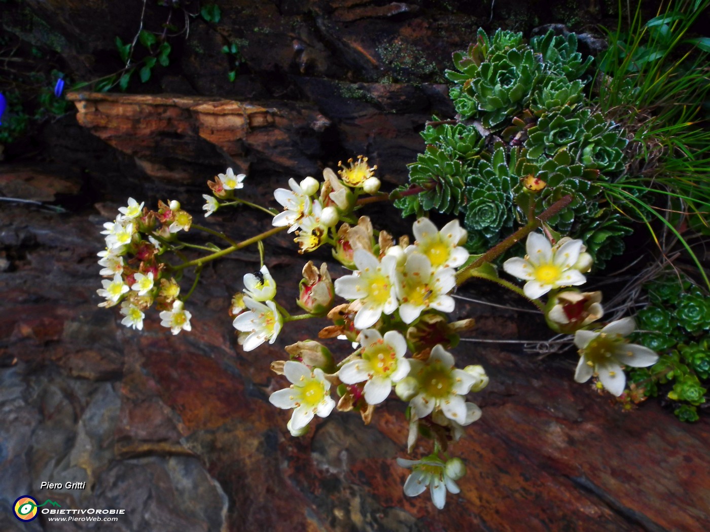 94 Valeriana delle rupi.JPG